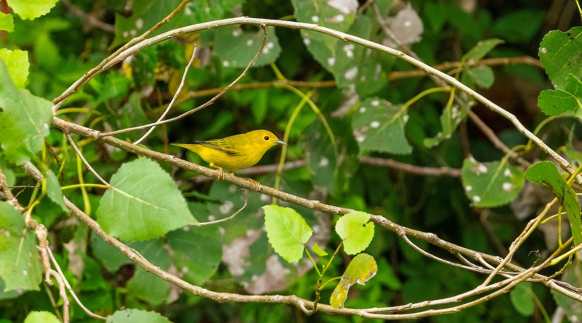 Yellow Warbler (Northern) - ML641821892