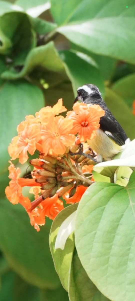 Bananaquit - ML641821897