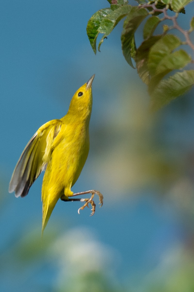 Yellow Warbler (Northern) - ML641821907