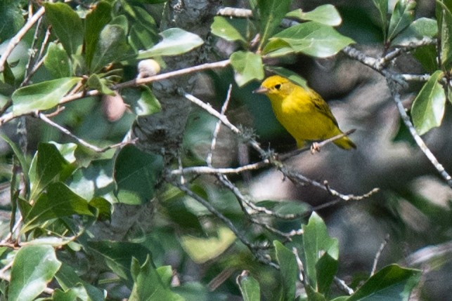 Yellow Warbler (Northern) - ML641821912