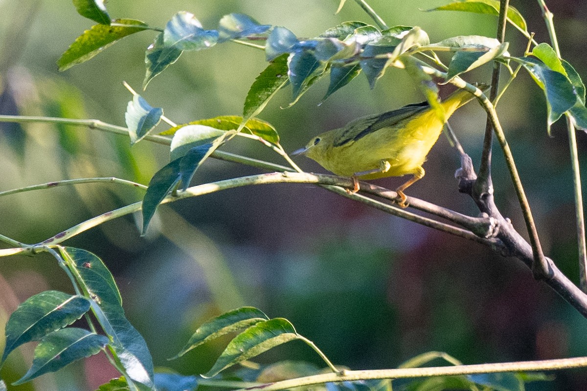 Yellow Warbler (Northern) - ML641821913
