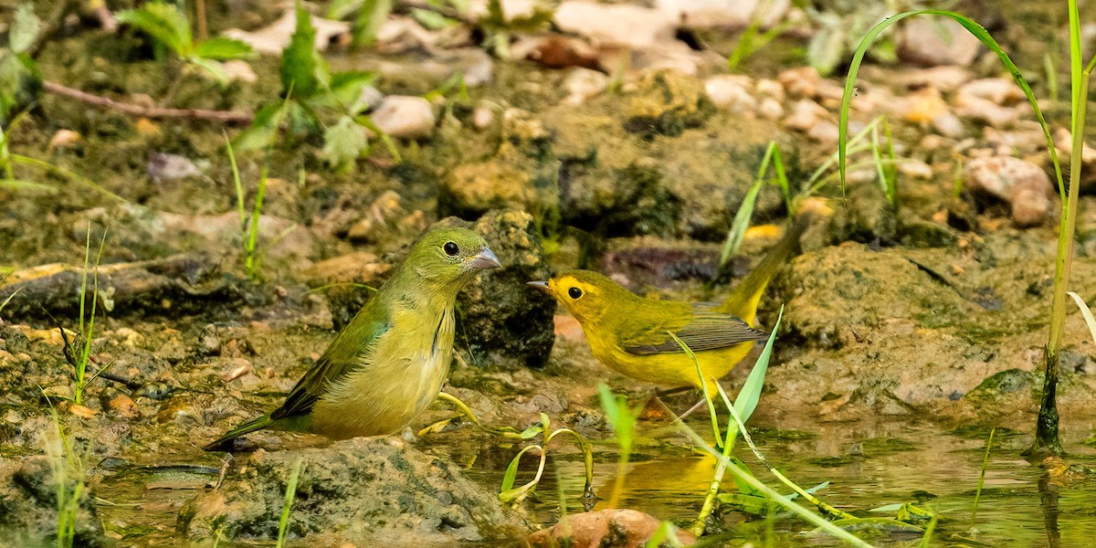 Wilson's Warbler - ML641821914
