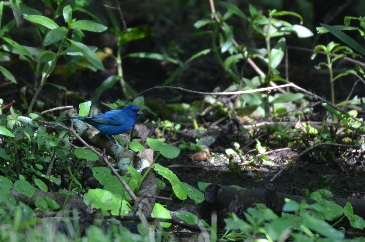 Indigo Bunting - ML641821920