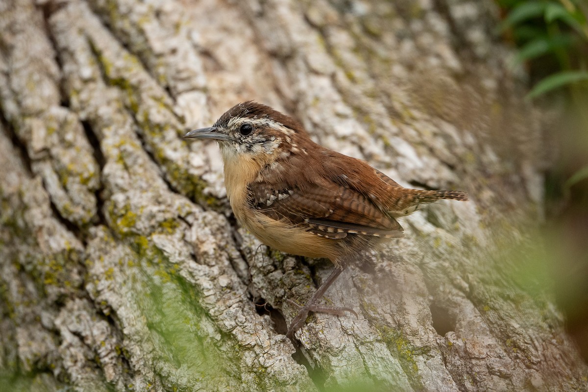 Carolina Wren - ML641821925
