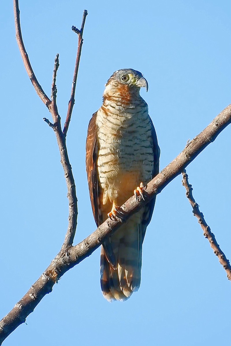 Hook-billed Kite - ML641821926