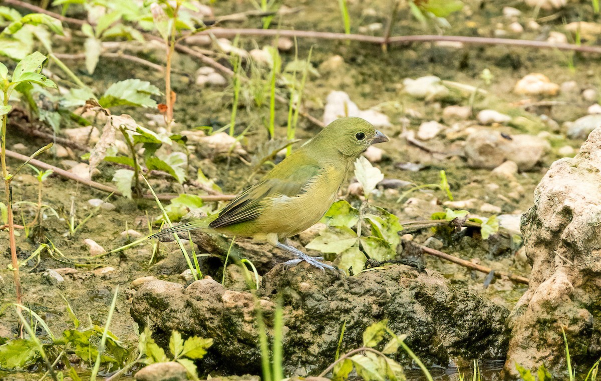 Painted Bunting - ML641821927