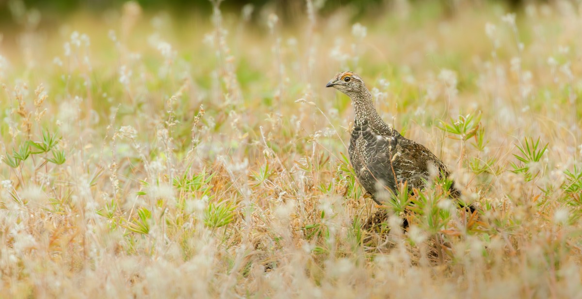 Dusky Grouse - ML641821932