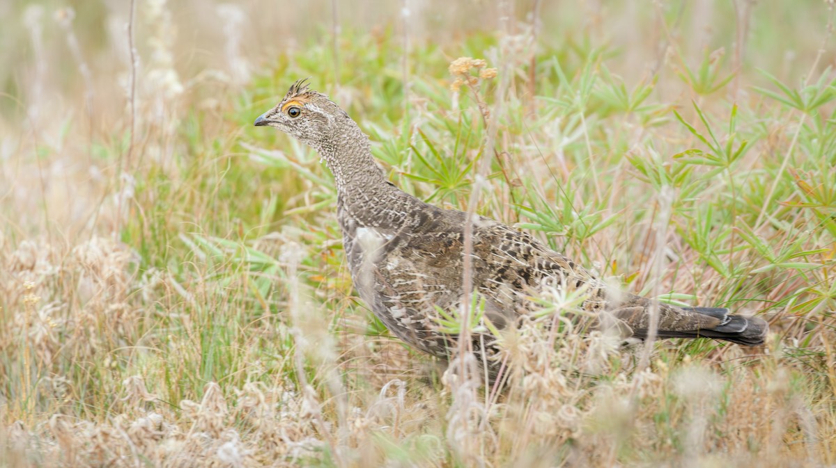 Dusky Grouse - ML641821933