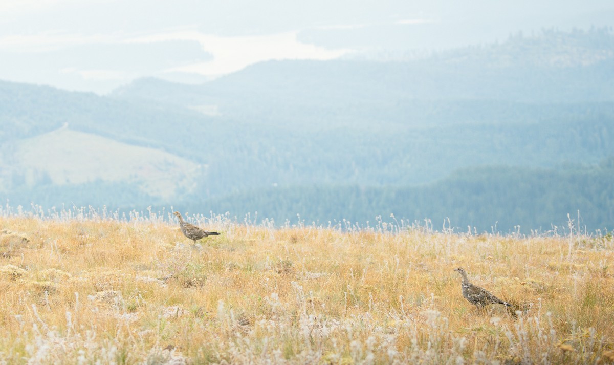 Dusky Grouse - ML641821934