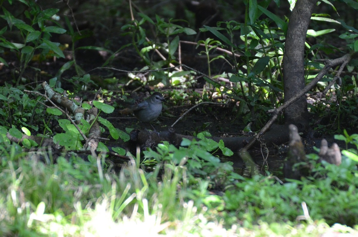 Gray Catbird - ML641822056