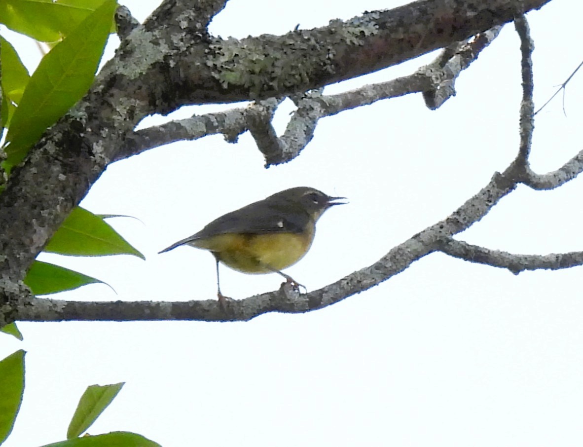 Black-throated Blue Warbler - ML641822075