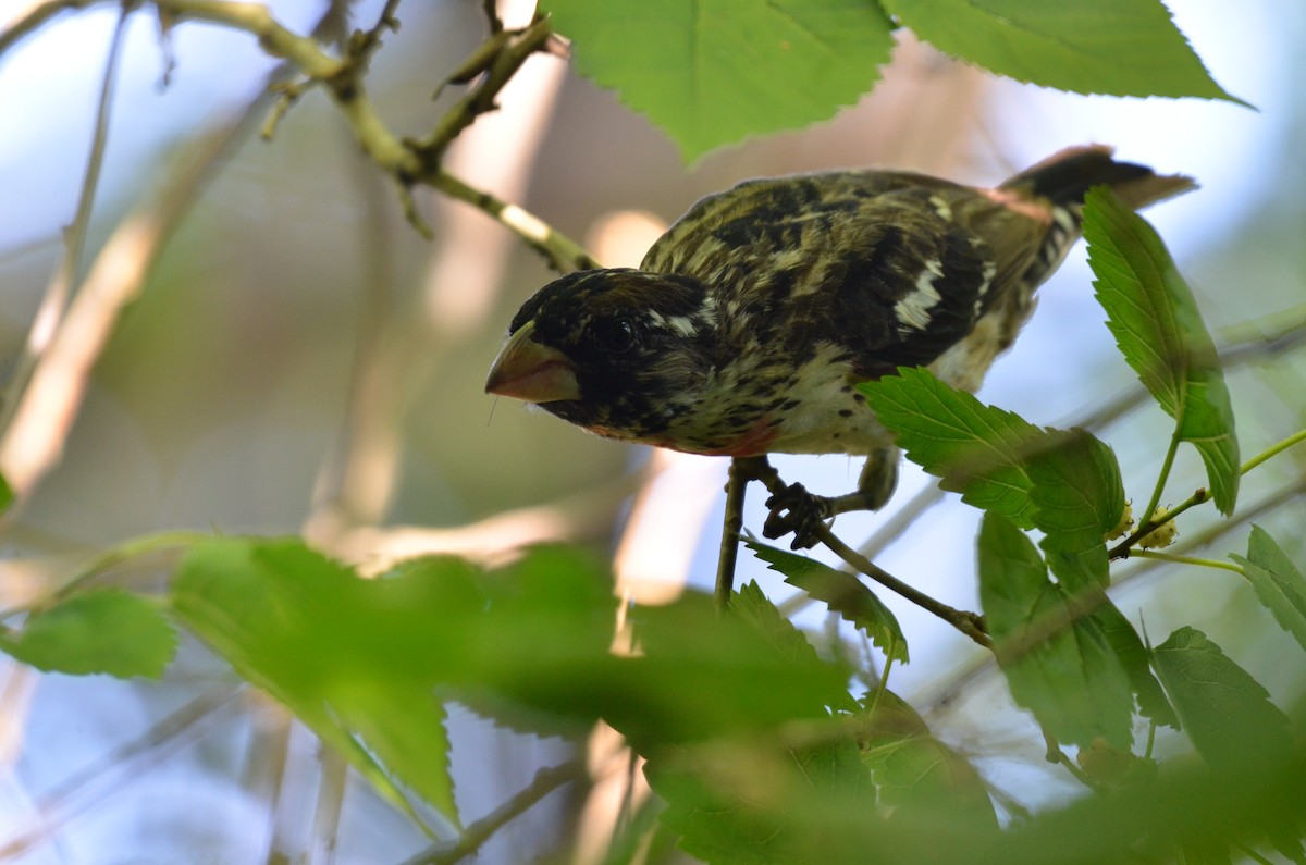 Rose-breasted Grosbeak - ML641822100