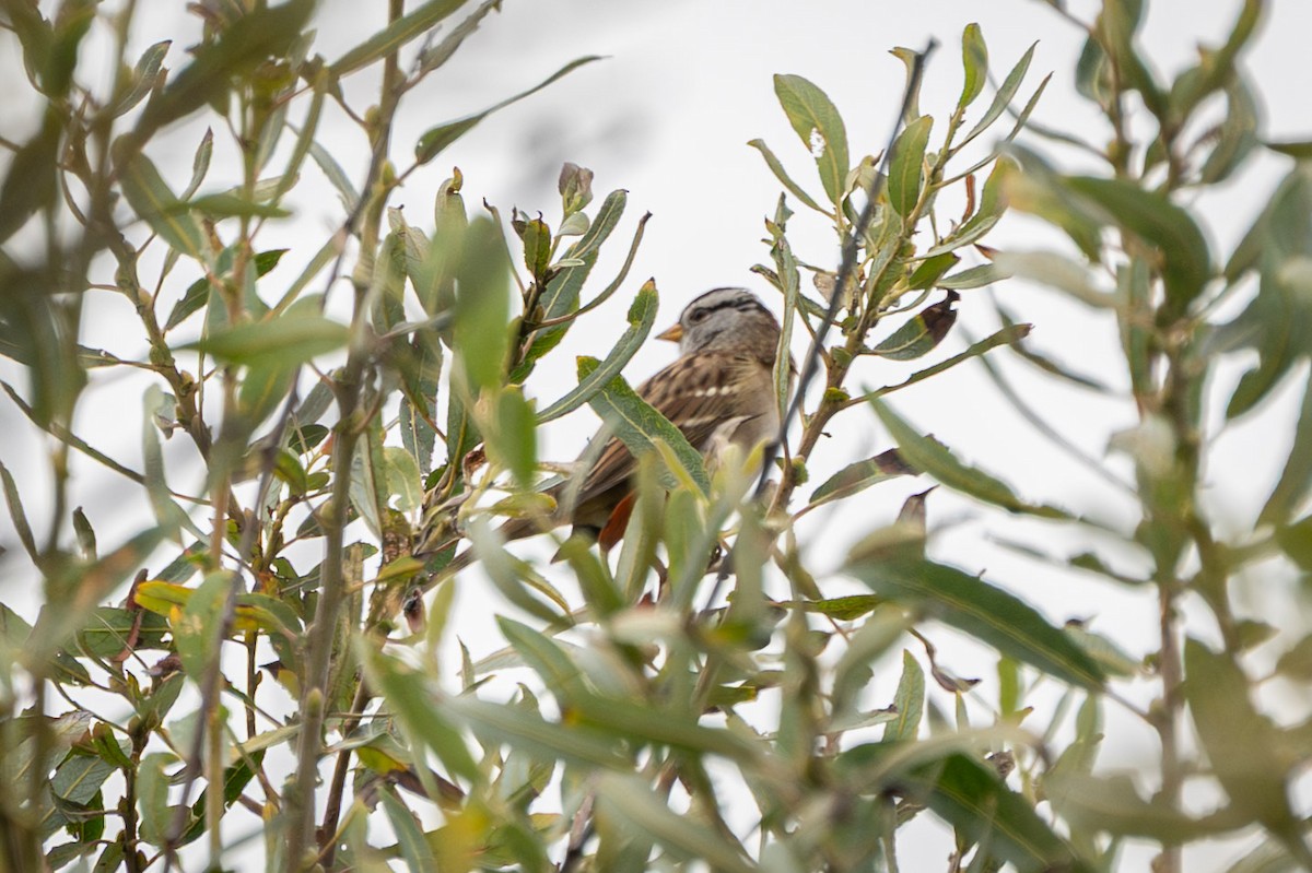 White-crowned Sparrow - ML641822113