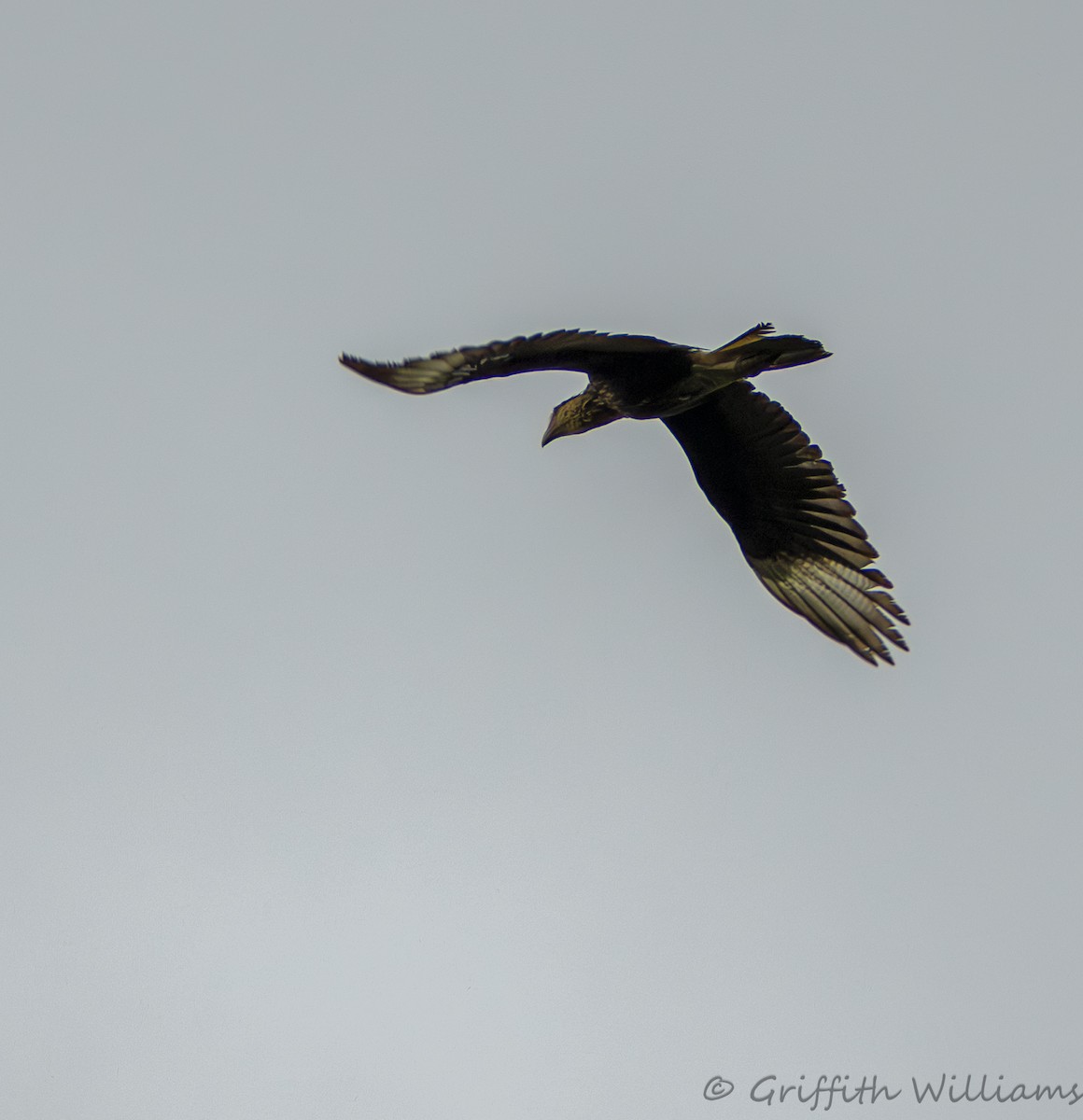 Crested Caracara - ML641822120