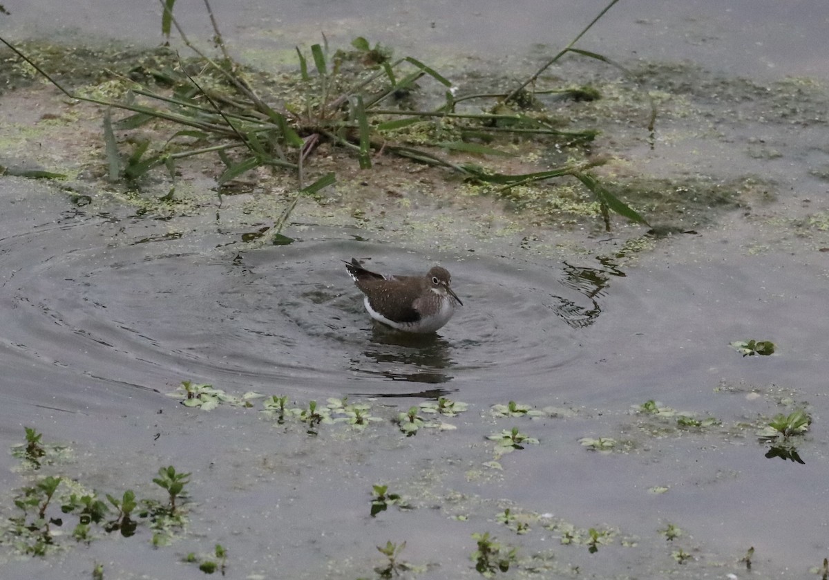 Solitary Sandpiper - ML641822125