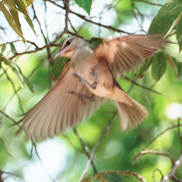 Black-whiskered Vireo - ML641822126