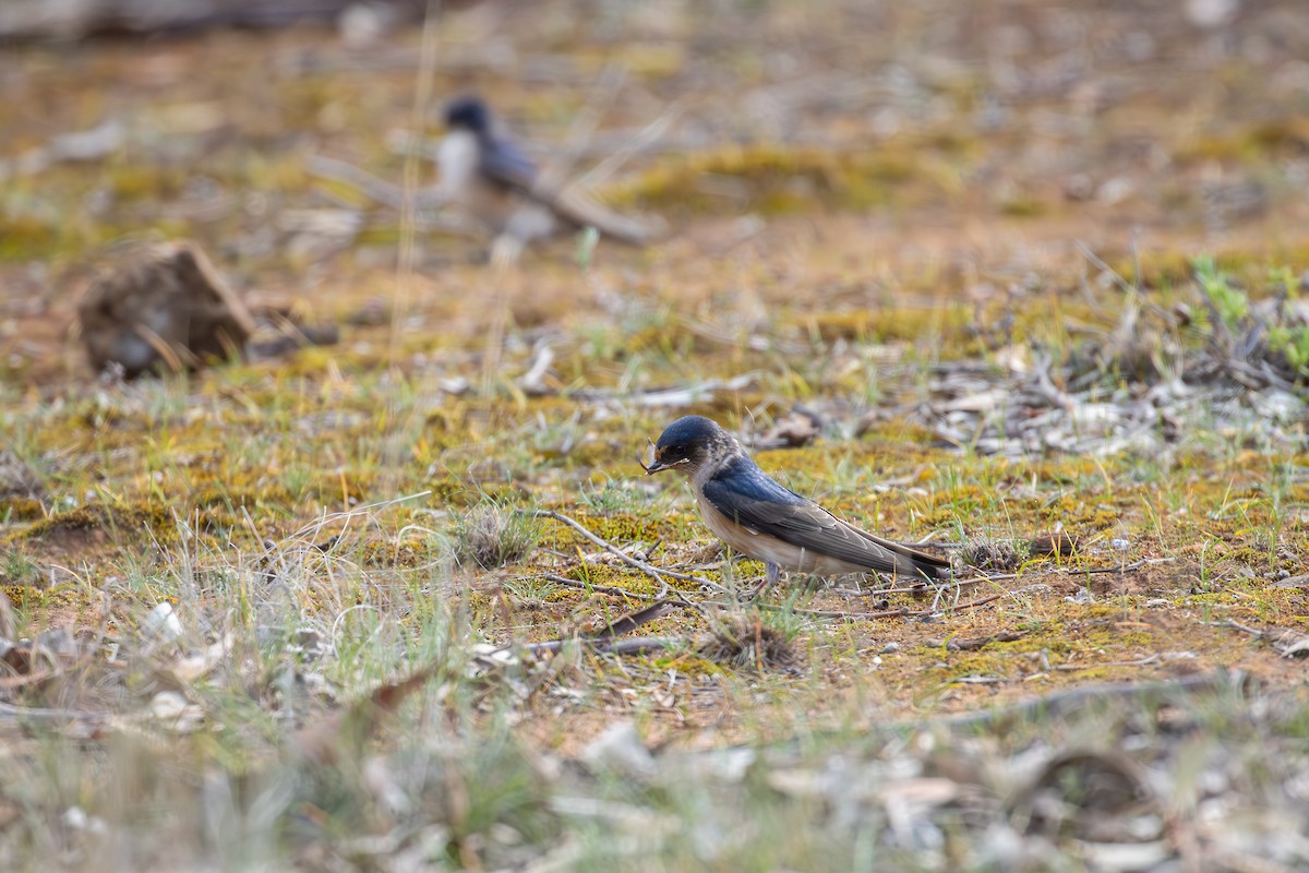 Tree Martin - ML641822145
