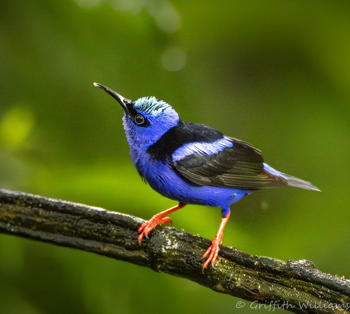 Red-legged Honeycreeper - ML641822157