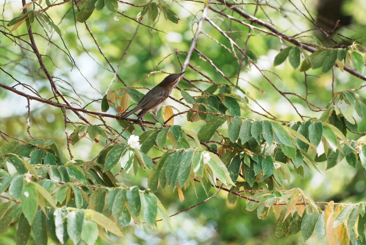 Black-whiskered Vireo - ML641822169