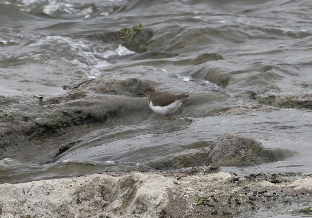 Spotted Sandpiper - ML641822173