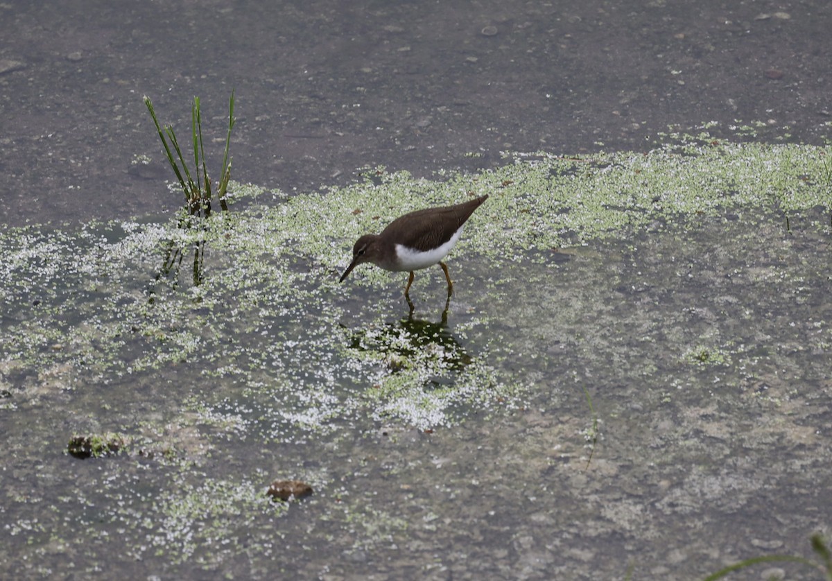 Spotted Sandpiper - ML641822174