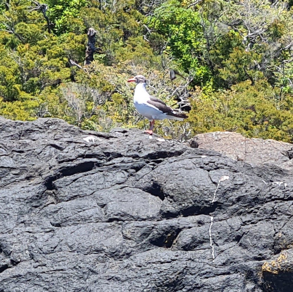 Dolphin Gull - ML641822179