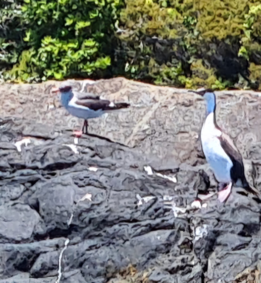 Dolphin Gull - ML641822180