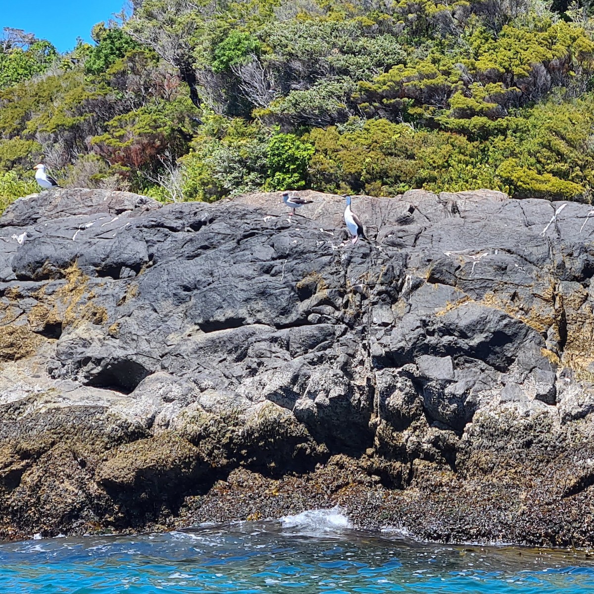 Dolphin Gull - ML641822181