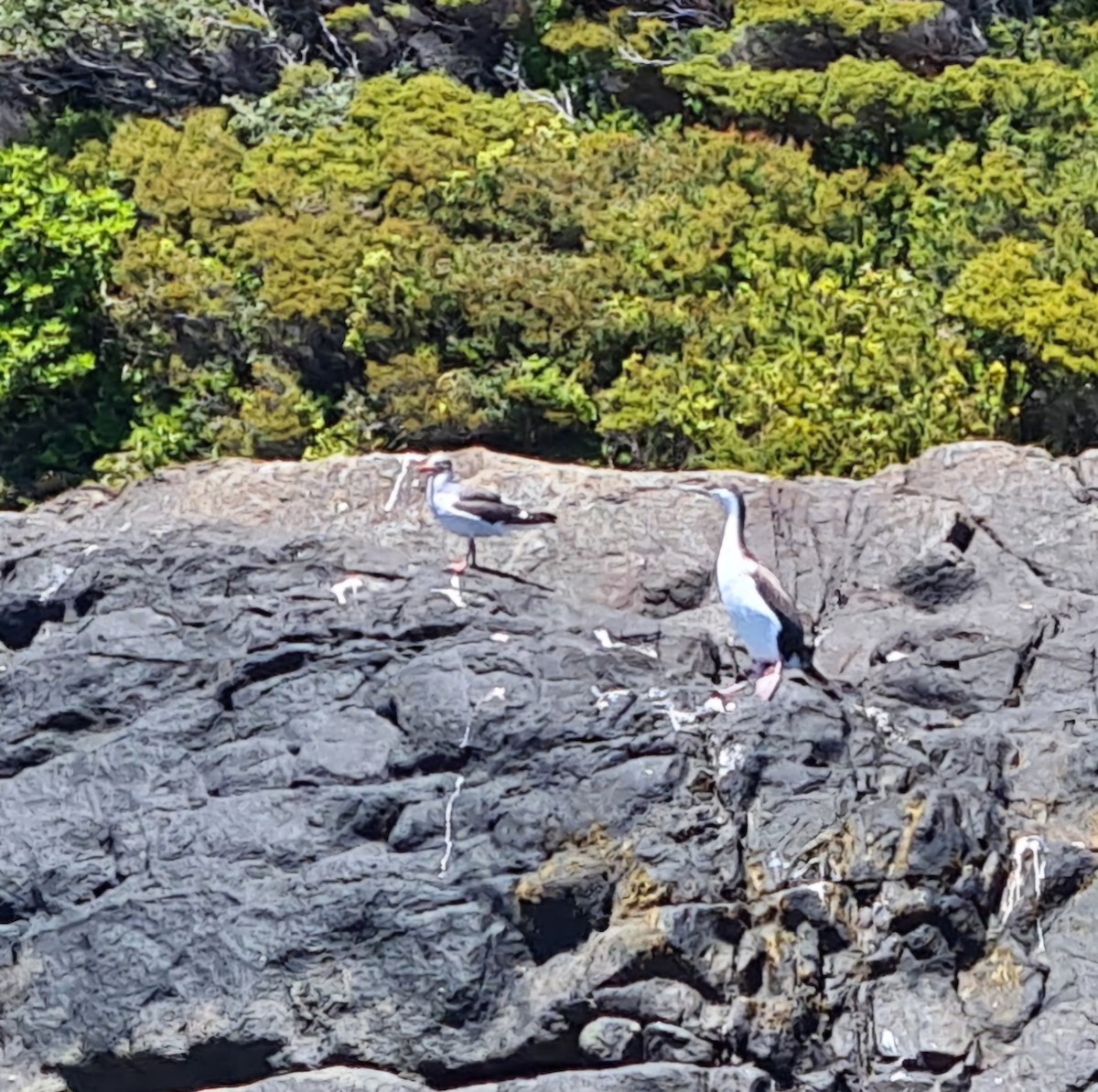 Dolphin Gull - ML641822183