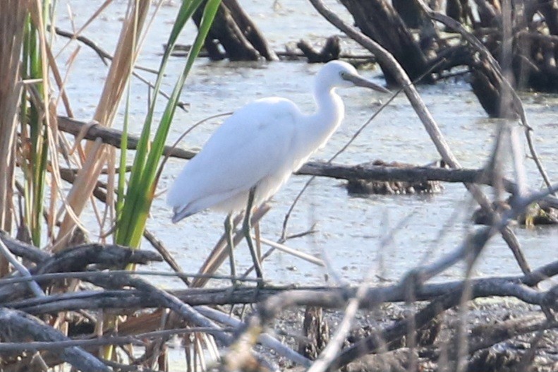 Little Blue Heron - ML641822186