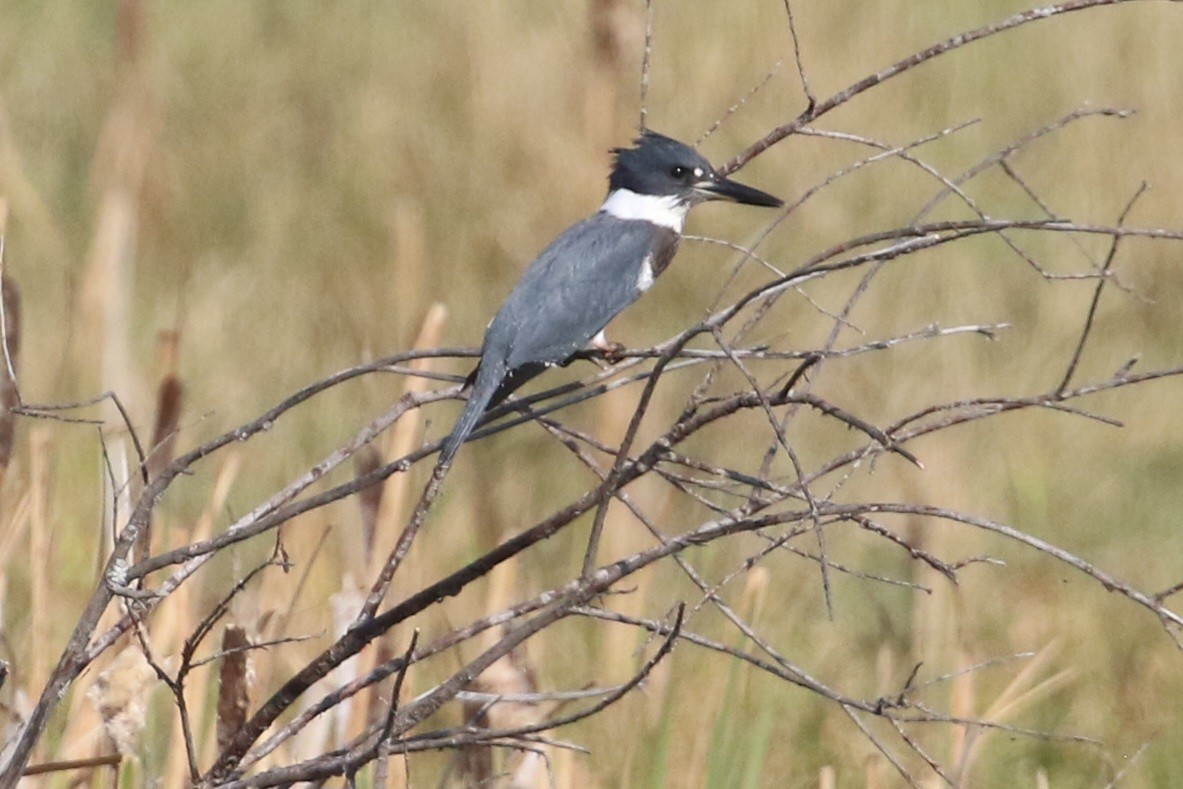 Belted Kingfisher - ML641822203