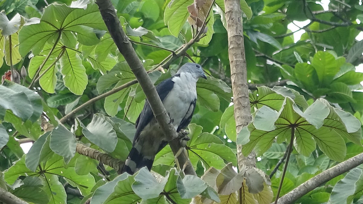 Gray-headed Kite - ML641822213