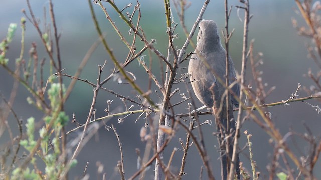 California Thrasher - ML641822218