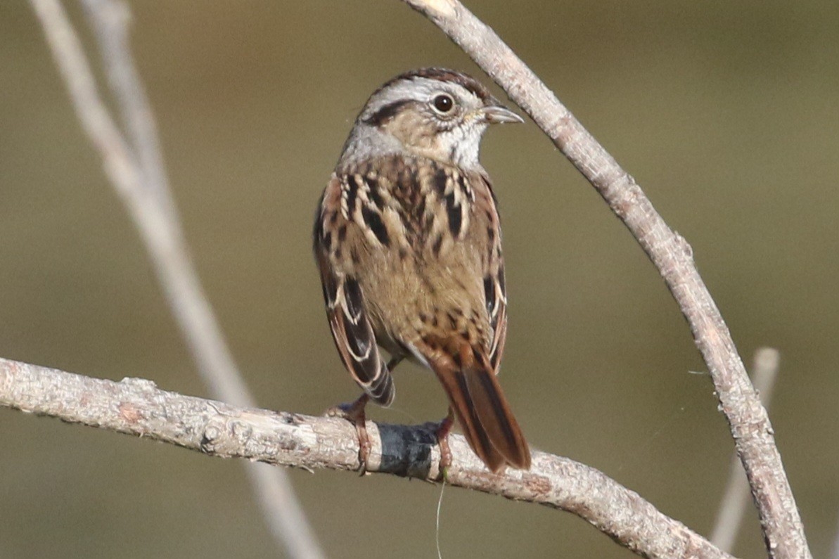 Swamp Sparrow - ML641822234