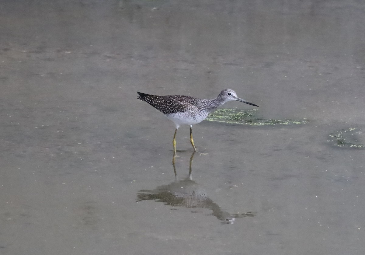 Greater Yellowlegs - ML641822241