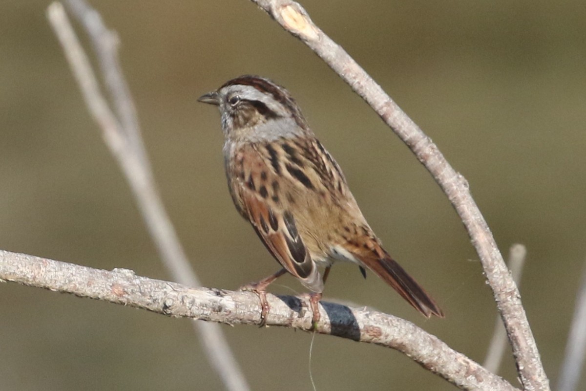 Swamp Sparrow - ML641822244
