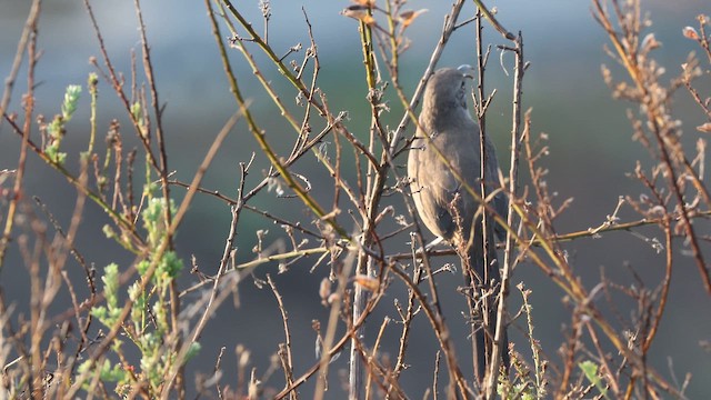 California Thrasher - ML641822246