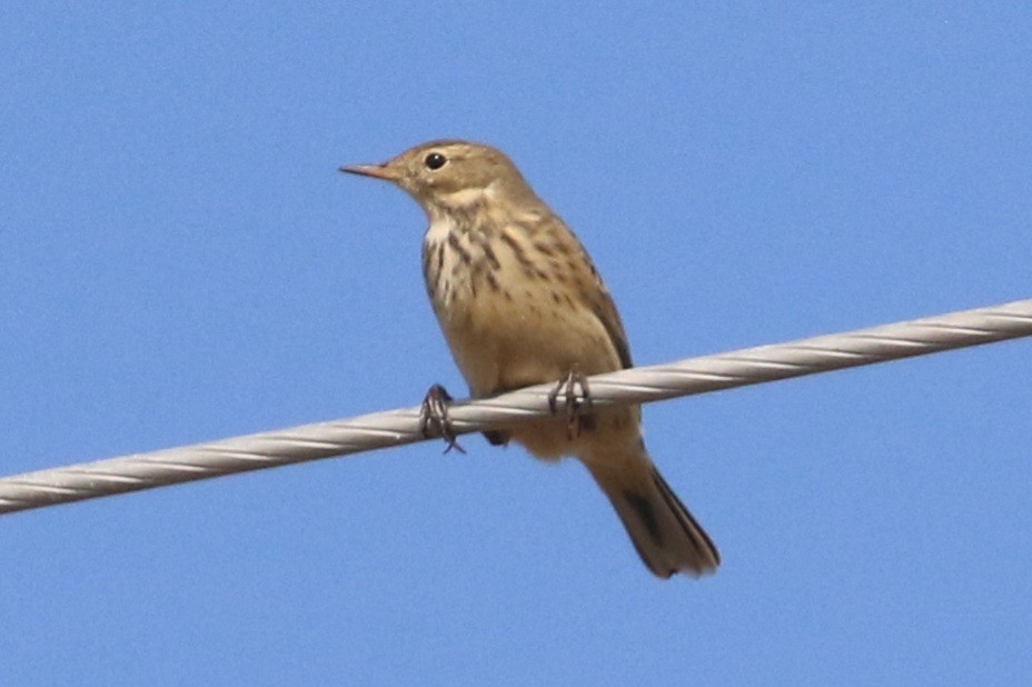 American Pipit - ML641822264