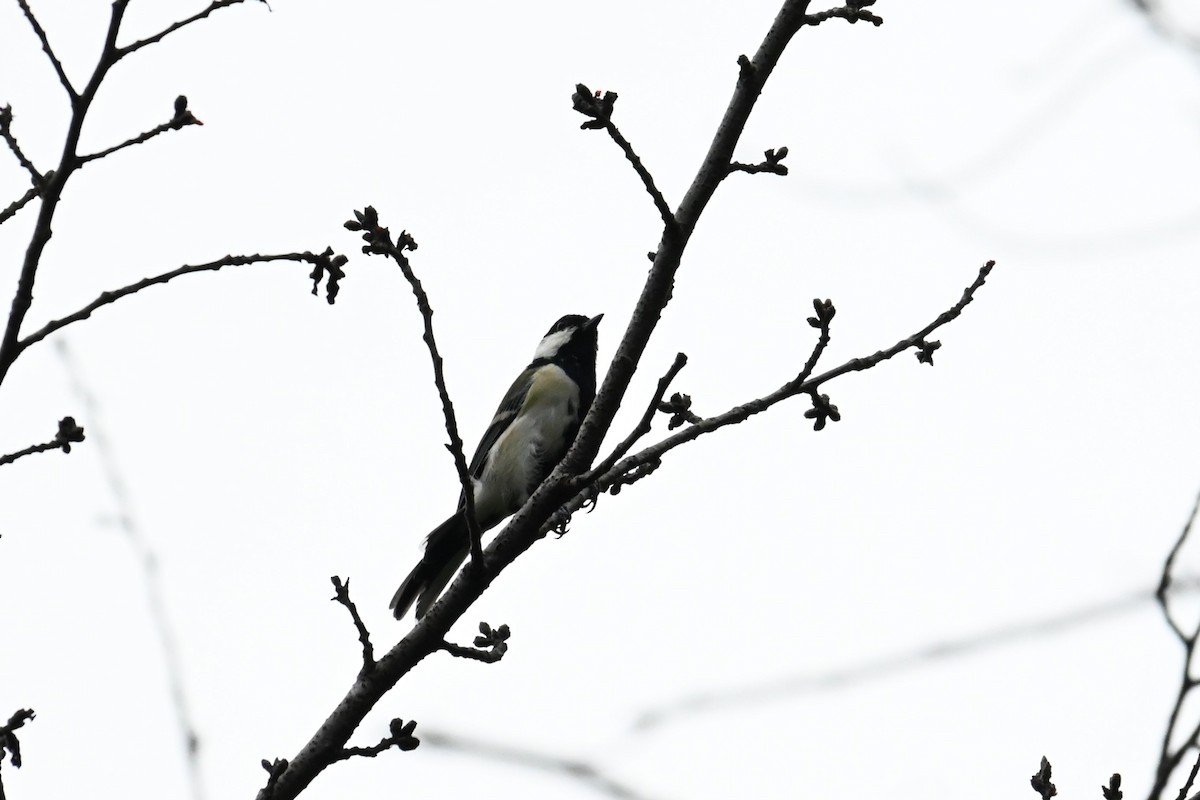 gråkjøttmeis - ML641822266