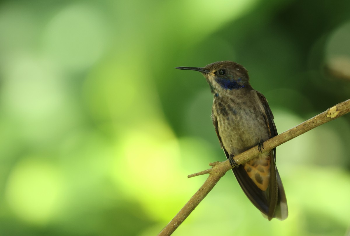 Brown Violetear - ML641822286