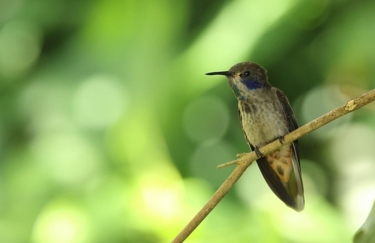 Brown Violetear - ML641822287
