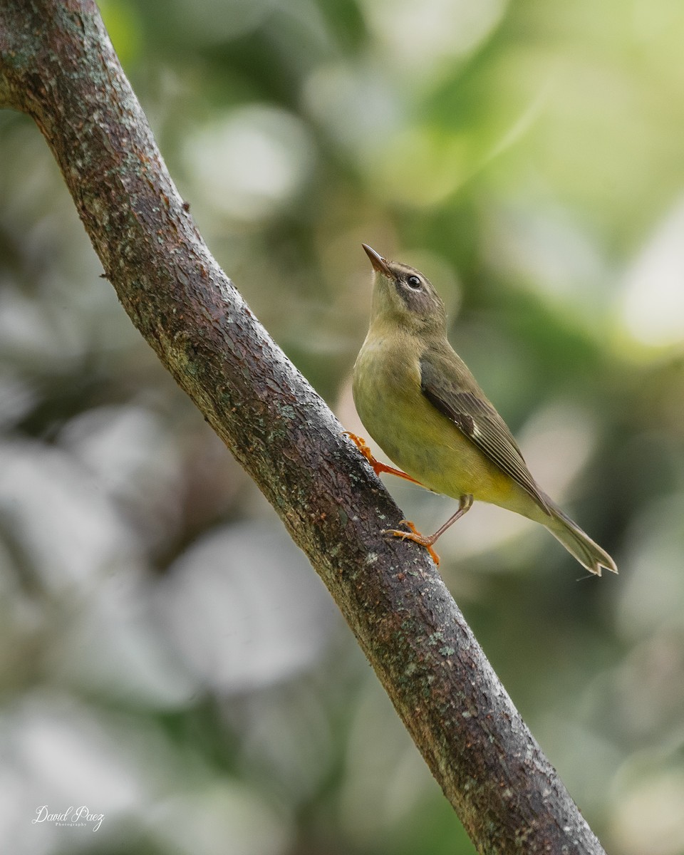 Black-throated Blue Warbler - ML641822297