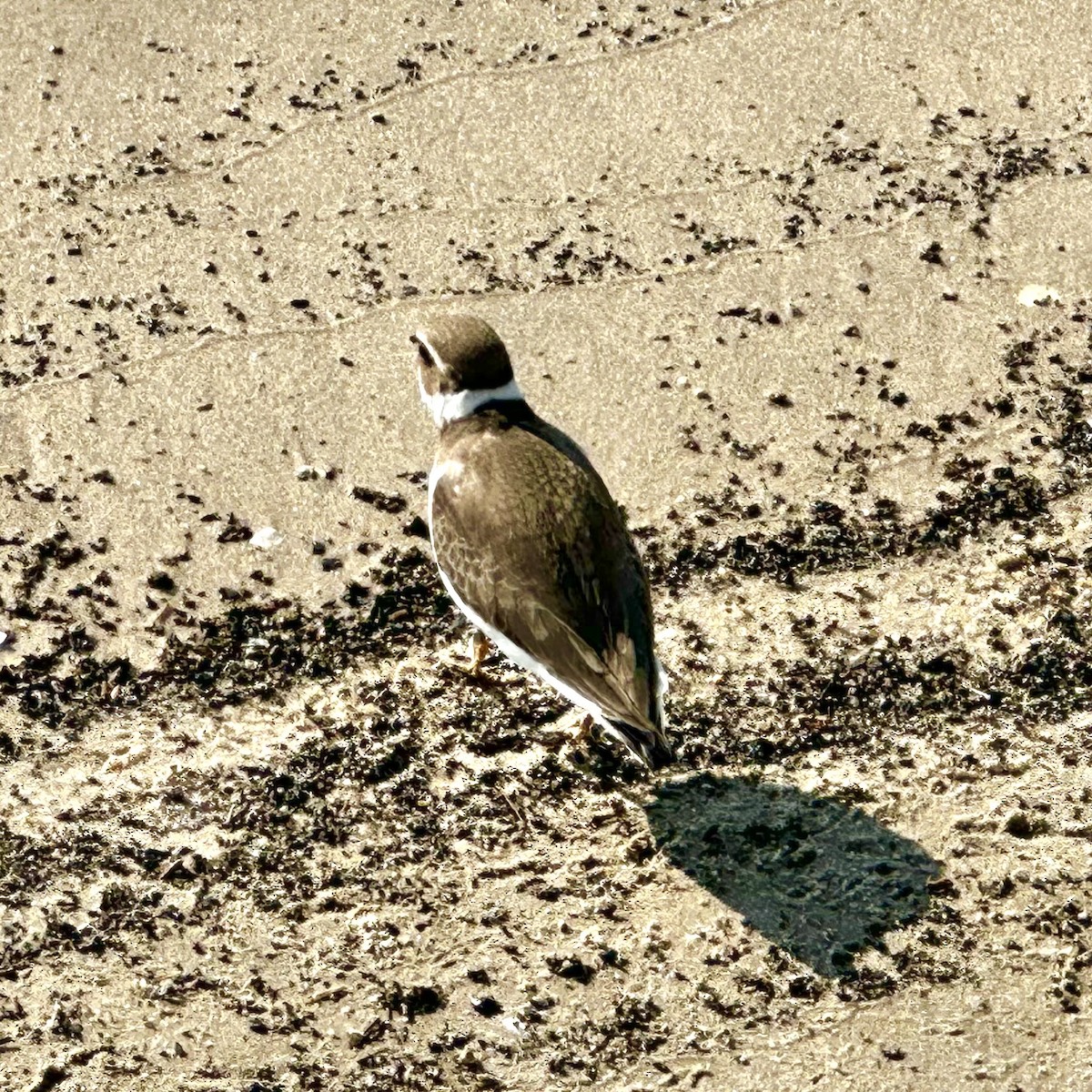 Semipalmated Plover - ML641822386