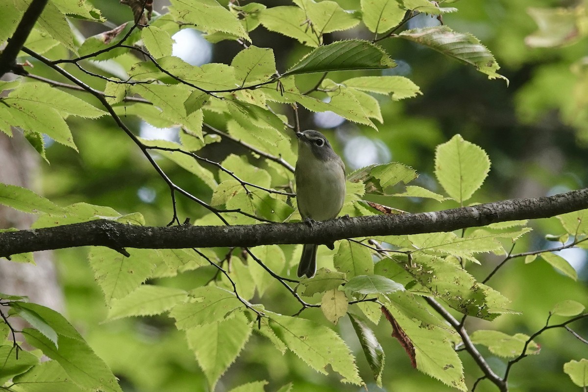 Blue-headed Vireo - ML641822397