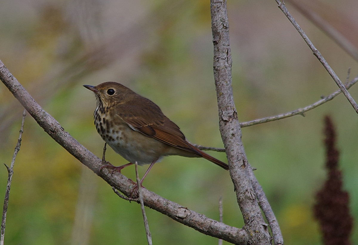 Hermit Thrush - ML641822403