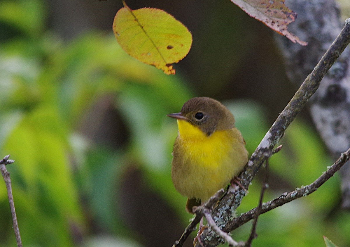 Common Yellowthroat - ML641822442
