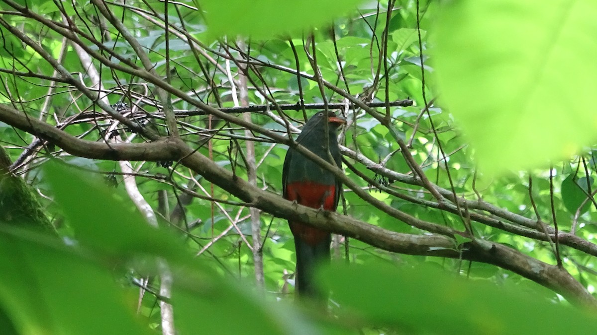 Slaty-tailed Trogon - ML641822448