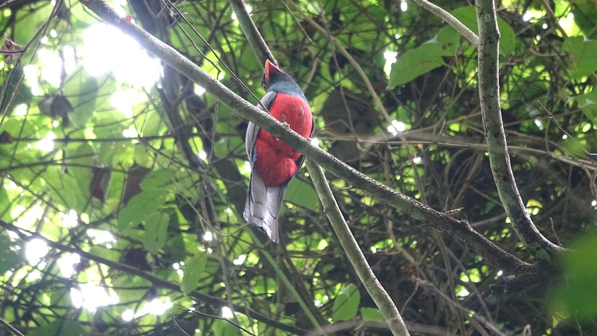 Slaty-tailed Trogon - ML641822449