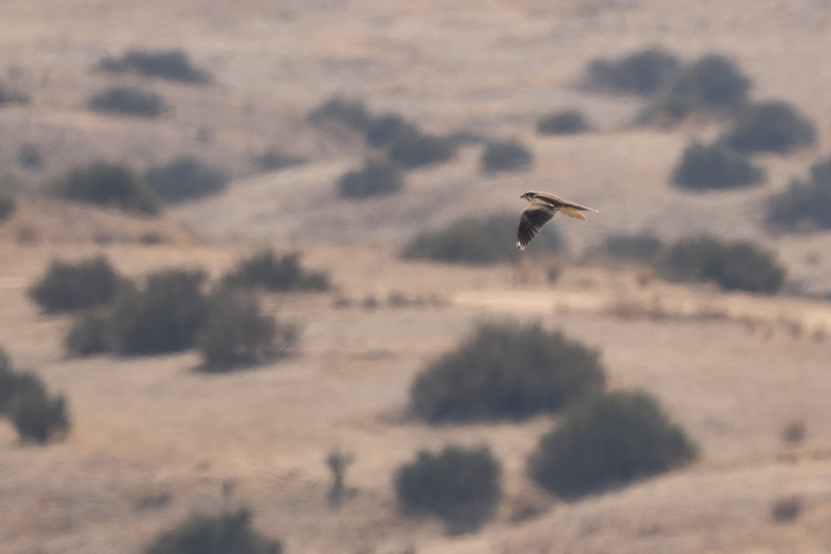 Prairie Falcon - ML641822462