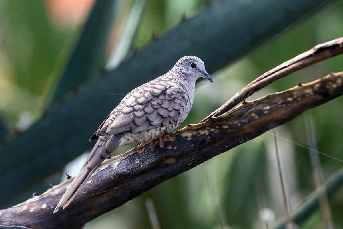 Inca Dove - ML641822479